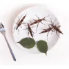 Insectos comestibles servidos en un plato gourmet, ejemplo de entomofagia moderna y sostenible.