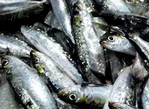 Cinco grandes ventajas de comer pescado pequeño
