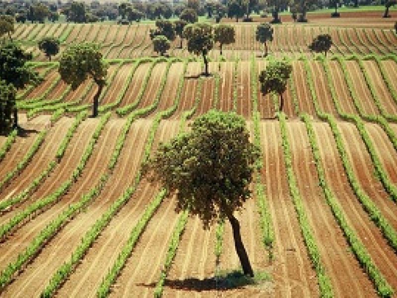 Las Rutas del Vino de España se adhieren como embajadoras a Movimiento Vino D.O