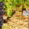 syrah