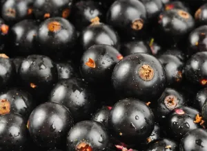 grosella-negra