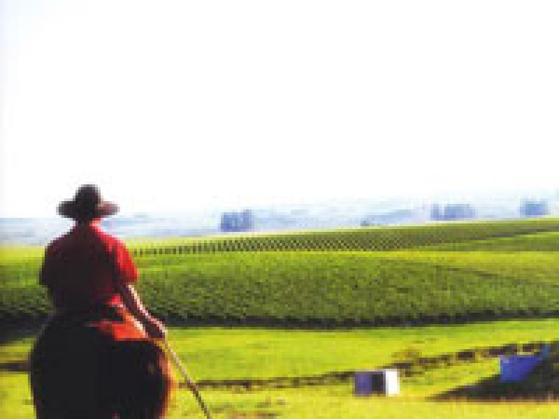 Vinos de Brasil, grandes sorpresas