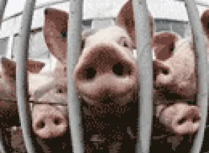 Mundo: Productores de carne de cerdo están en problemas por la Influenza A