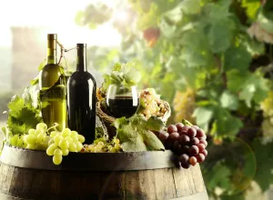 vino ecologico