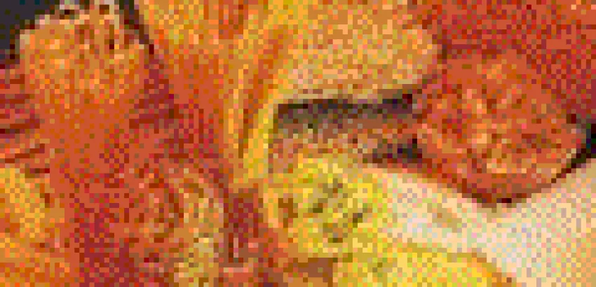 ¿Cómo cocinar mejor las pastas? ¿Cómo cocinar mejor las pastas?