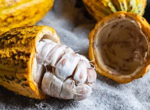 El origen del cacao se resuelve en Ecuador
