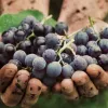 uva-sangiovese