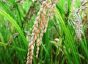 El arroz, el alimento del mundo, incrementa su producción