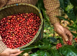El café Geisha es muy apreciado por los baristas 
