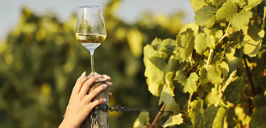 Muscats du Monde Copa de vino moscatel en cata internacional Muscats du Monde