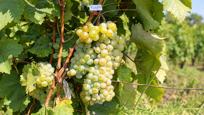 Racimo de uva Kangun madurando en una viña, variedad blanca armenia utilizada tradicionalmente para brandy y hoy también para vinos.