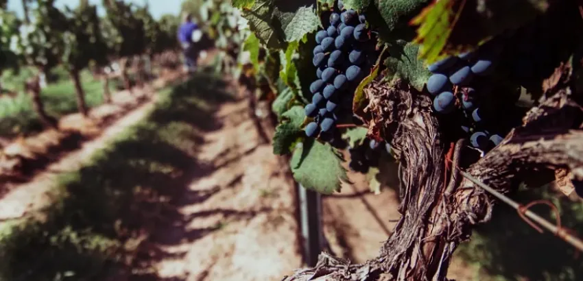 Día Mundial del Malbec Día Mundial del Malbec