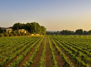 Familia Torres-villedos-Penedes