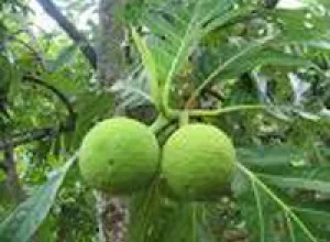 ¿Conoces el fruto del pan?
