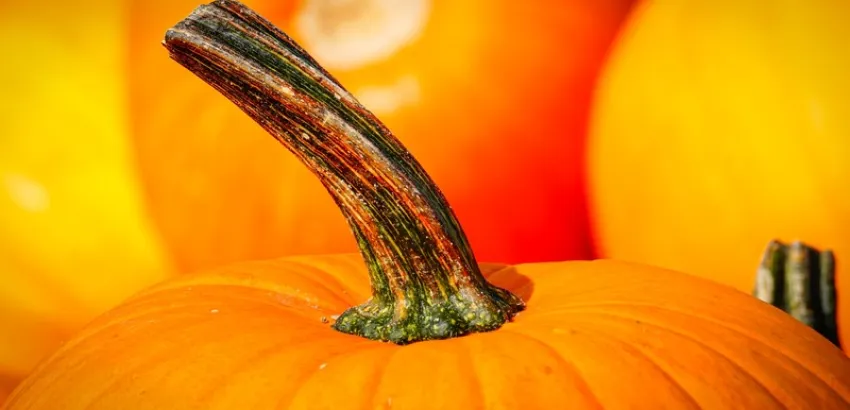 calabaza calabaza