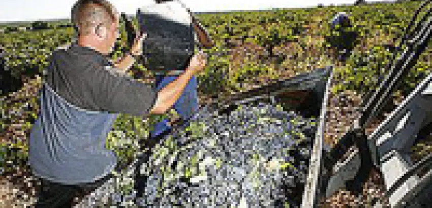 La Mancha finaliza una vendimia con alta calidad pero con descenso de producción La Mancha finaliza una vendimia con alta calidad pero con descenso de producción