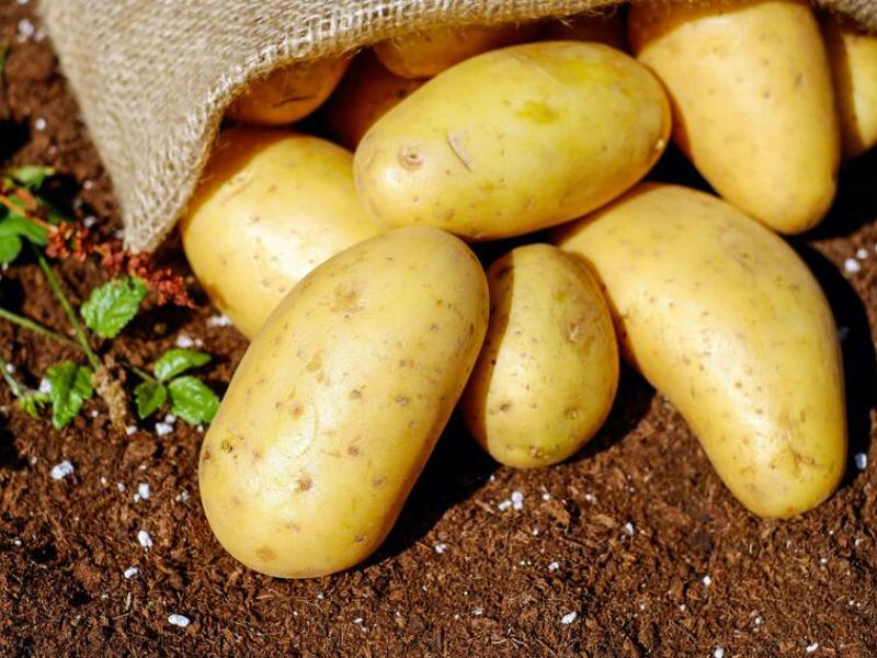 Patata