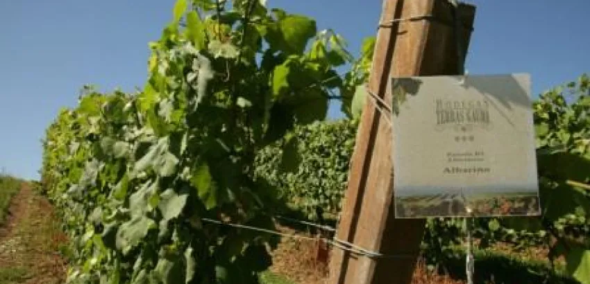 TERRAS GAUDA impulsa en España un proyecto de I+D+I sobre viticultura TERRAS GAUDA impulsa en España un proyecto de I+D+I sobre viticultura
