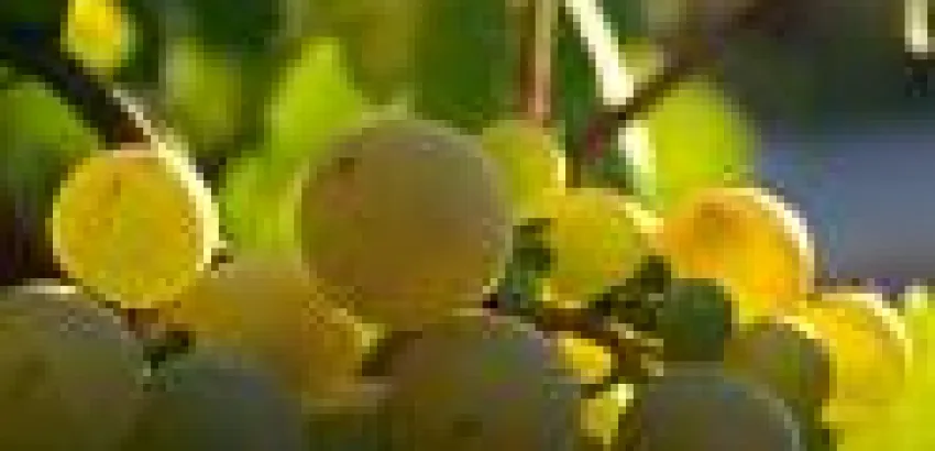 Los vinos del cambio climático Los vinos del cambio climático
