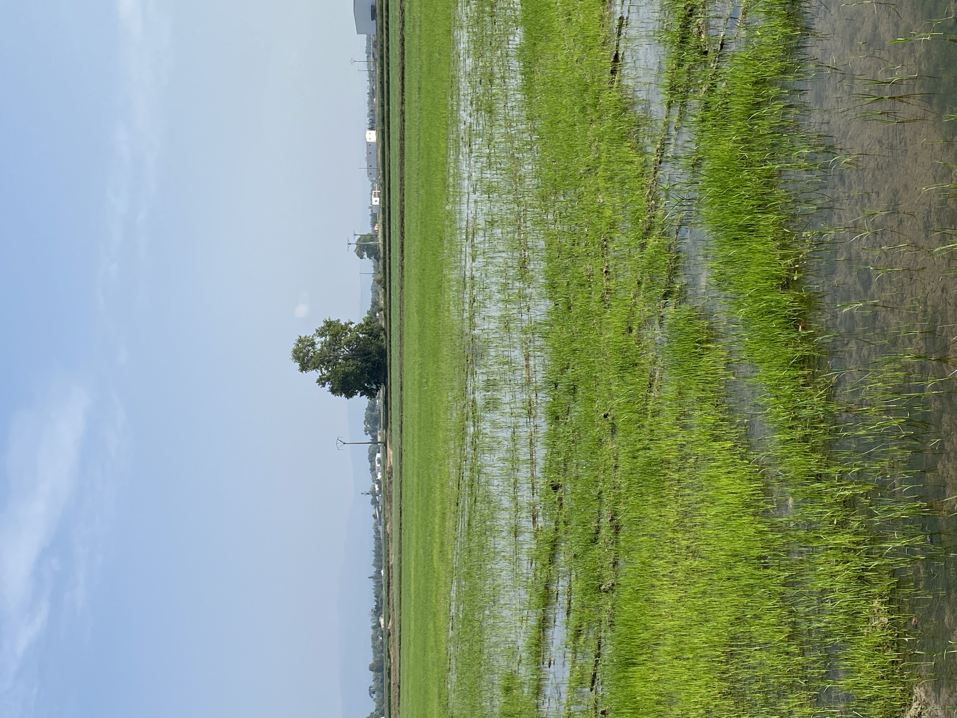 campo arroz