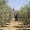 Energía y gastronomía: un futuro sostenible para Andalucía
