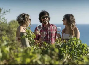 Viñedos 