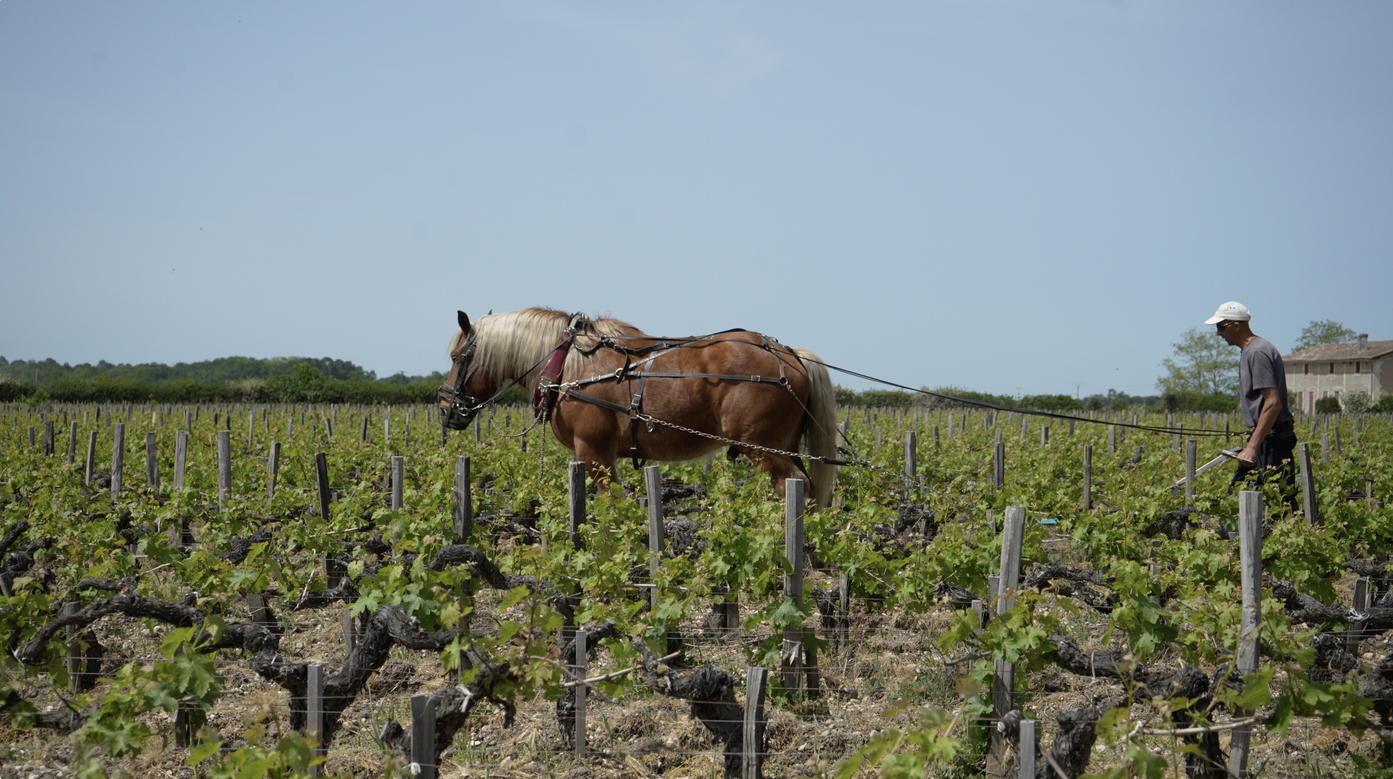 viñedo