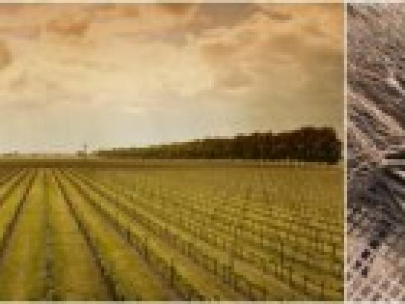 Castell del Remei reafirma su apuesta por los vinos blancos de calidad con la plantación de 11 nuevas hectáreas de variedades blancas