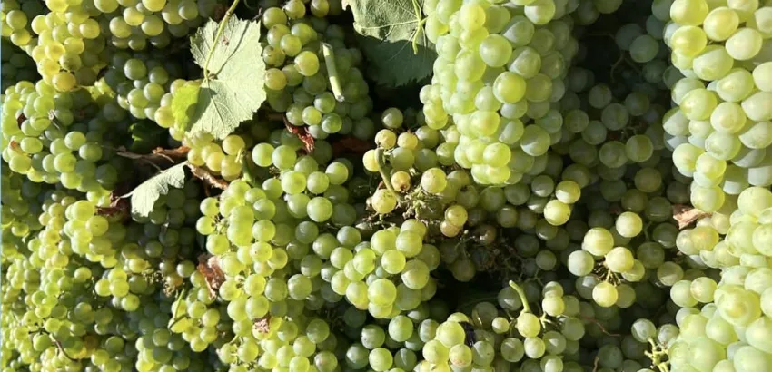 uvas uvas