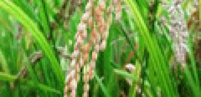 El arroz, el alimento del mundo, incrementa su producción El arroz, el alimento del mundo, incrementa su producción