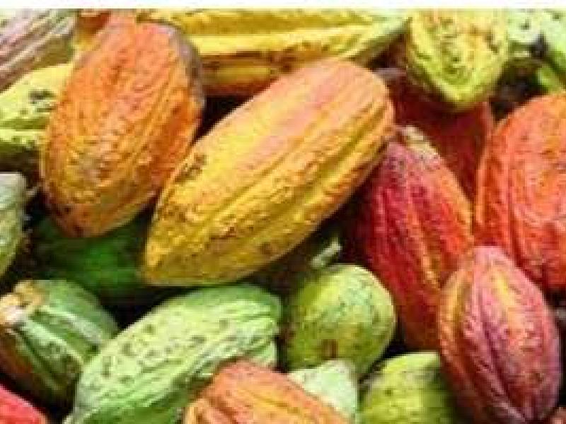 El mejor chocolate del mundo se hace con cacao orgánico dominicano