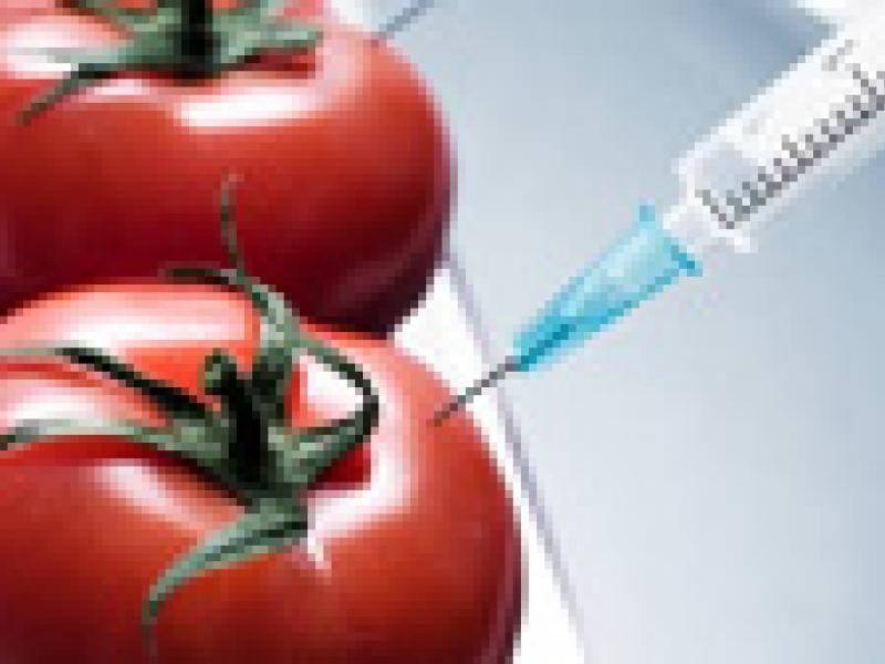 El Parlamento Europeo respalda el derecho de los países a prohibir el cultivo de transgénicos