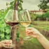 enoturismo vino blanco y tinto