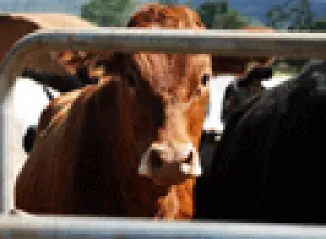 Europa exige prohibir los alimentos procedentes de animales clonados