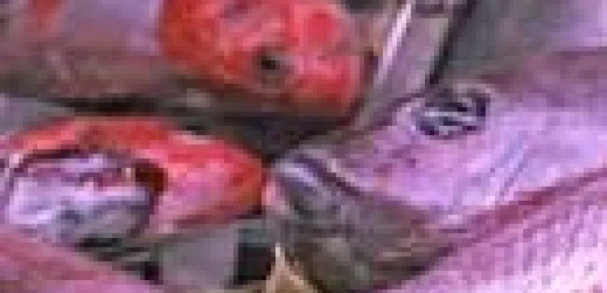 No todos los peces están aptos para ser freídos No todos los peces están aptos para ser freídos