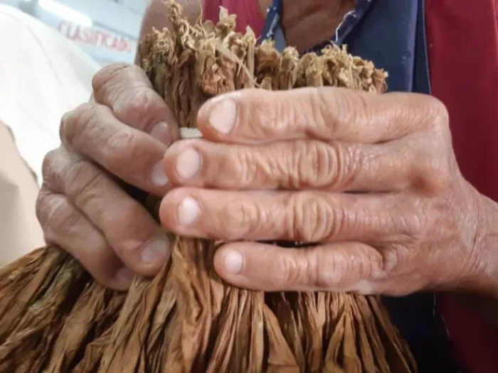 Festival del Habano