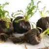 maca negra