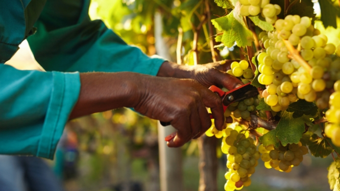producción de vino
