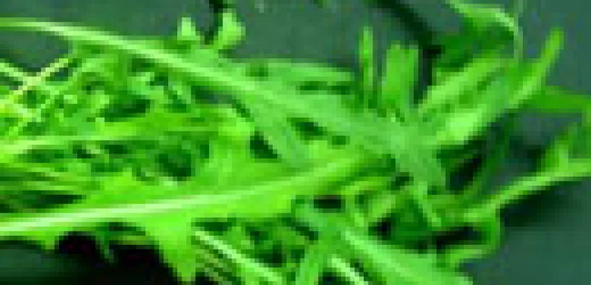 La Rúcula, una mala hierba convertida en vegetal de lujo La Rúcula, una mala hierba convertida en vegetal de lujo