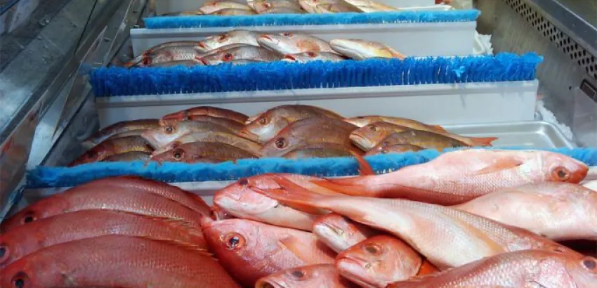 Las especies de peces más grandes son las más vulnerables y amenazadas por la sobrepesca Las especies de peces más grandes son las más vulnerables y amenazadas por la sobrepesca