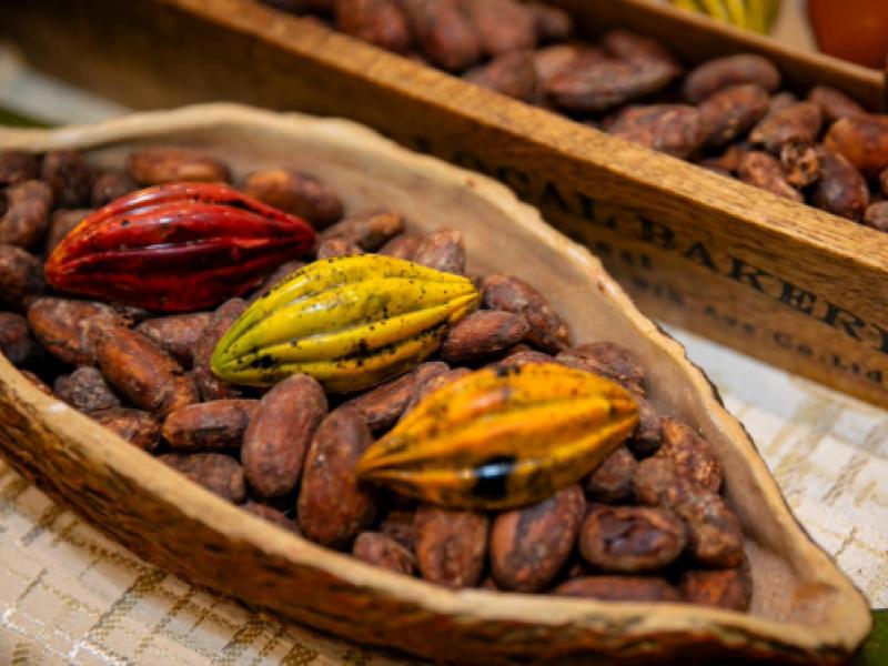Cacao