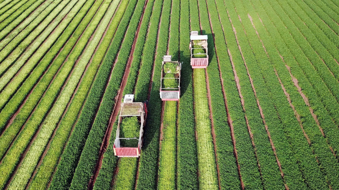 El Día Mundial de la Agricultura se celebra el 9 de septiembre