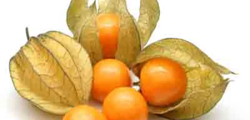 Aguaymanto: la Superfruta de los Incas Aguaymanto: la Superfruta de los Incas