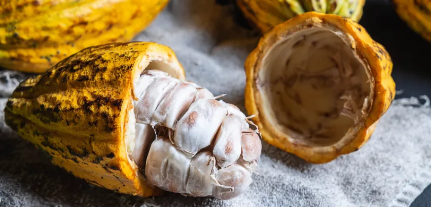 El origen del cacao se resuelve en Ecuador El origen del cacao se resuelve en Ecuador