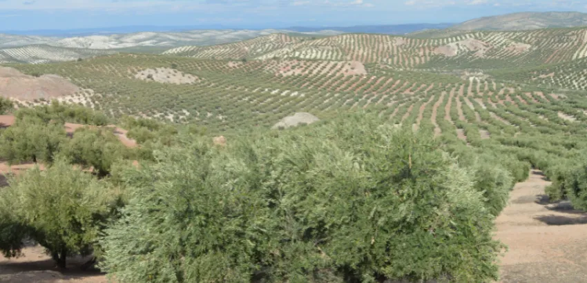 Jaen Jaen