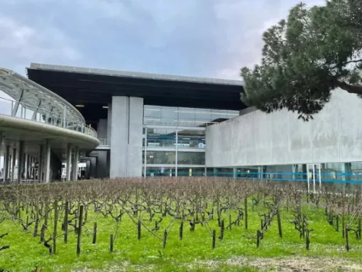 Viñedos urbanos, cuando el vino florece entre cemento y creatividad