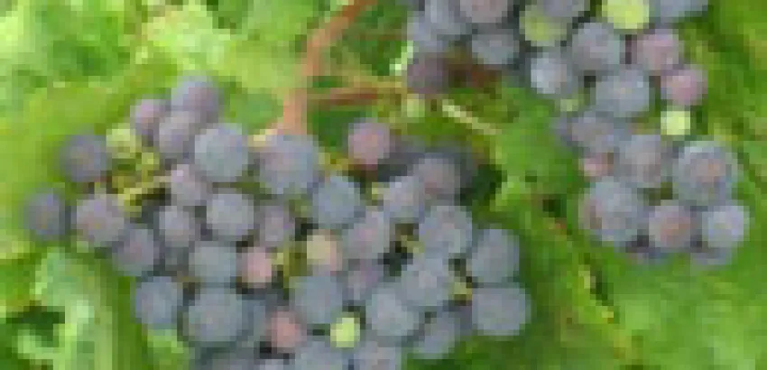 A quince años del redescubrimiento de la carmenère A quince años del redescubrimiento de la carmenère