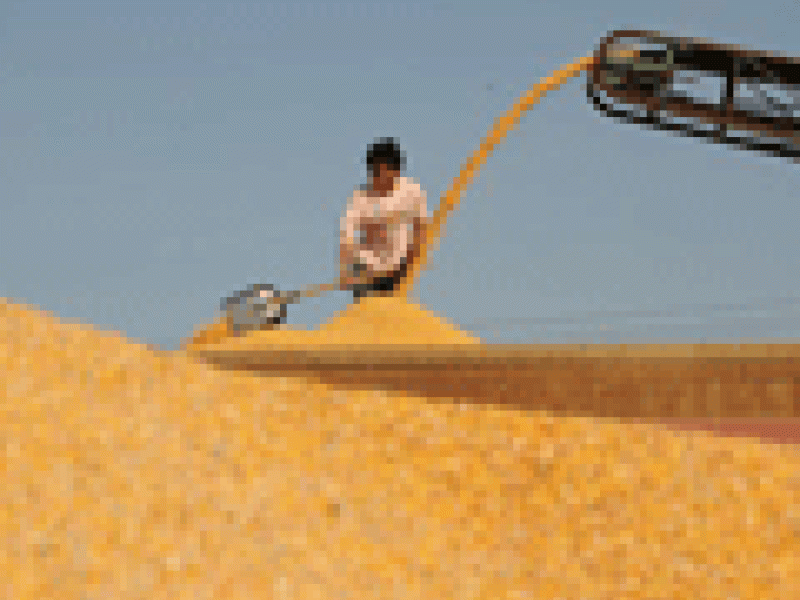 La FAO prevé una subida cada vez mayor del precio de los cereales