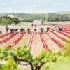 vitis navarra