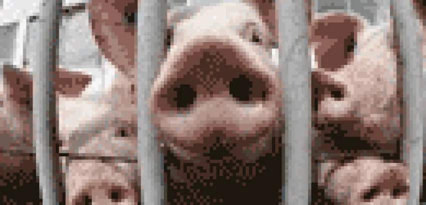 Mundo: Productores de carne de cerdo están en problemas por la Influenza A Mundo: Productores de carne de cerdo están en problemas por la Influenza A